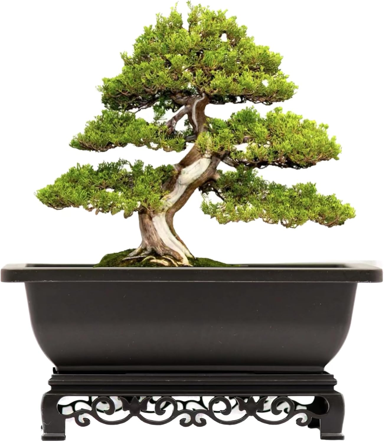 Cotta Planters Bonsai Pot - 2-Pack 9 Inch Training Pot With Elegant Stand - Antique Brown Pots With Mesh Drainage - Luxurious Indoor Tree Pots Made With Recycled Plastic