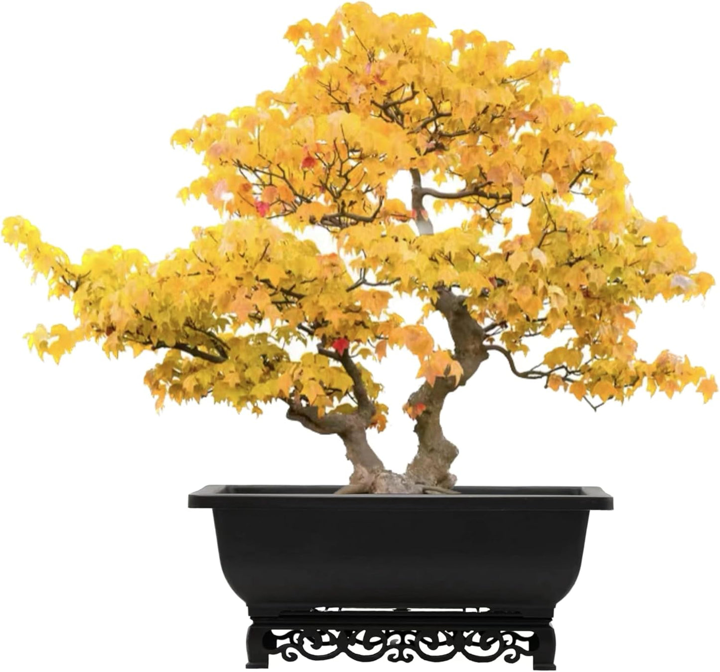 Cotta Planters Bonsai Pot – 2-Pack 14 Inch Large Bonsai Training Pot with Eelegant Stand – Rectangular Bonsai Pots with Mesh Drainage – Luxurious Bonsai Tree Pots Indoor Made with Recycled Plastic