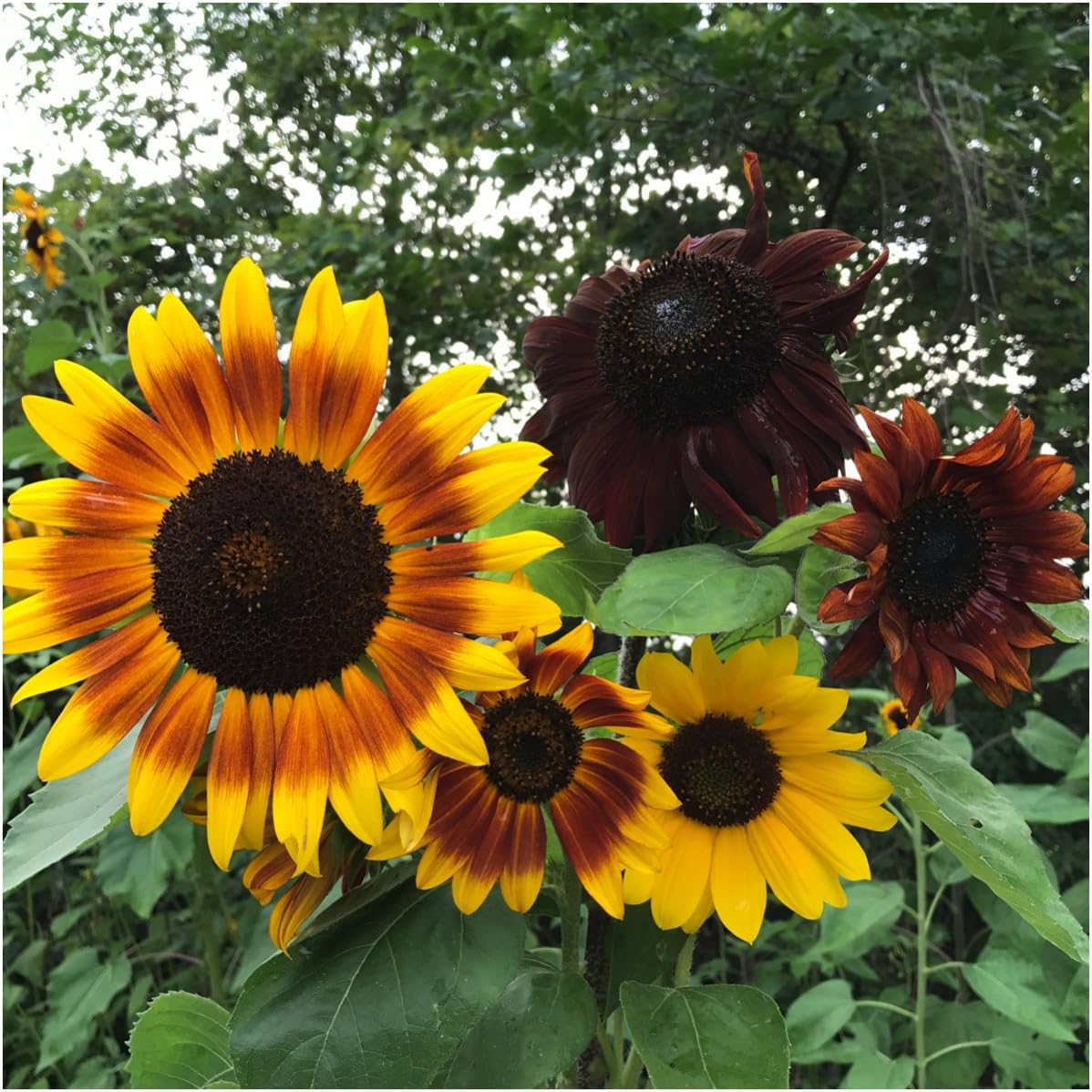 Seed Needs, Sunflower Seed Packet Party Favors - Pre-Filled Packs to Hand Out (Great for Weddings, Bridal Showers, Memorials, Fundraisers & Other Events) Heirloom & Untreated (20 Packets)