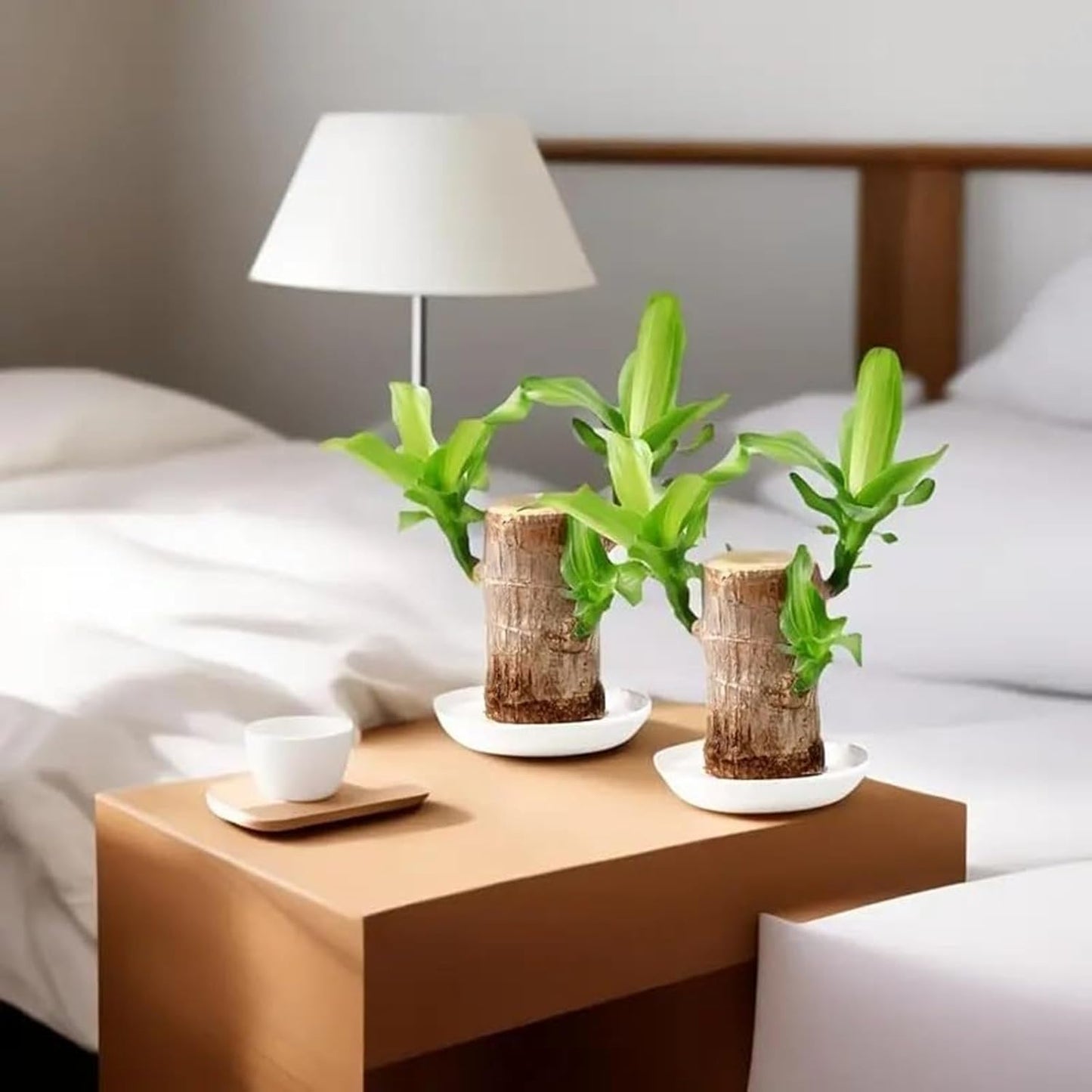 Brazilian Lucky Wood Plant Kit, Lucky Wood Doesn't Need to Wait to Sprout, Suitable for Home Office Desk Decor, Natural Air Cleaner (C)