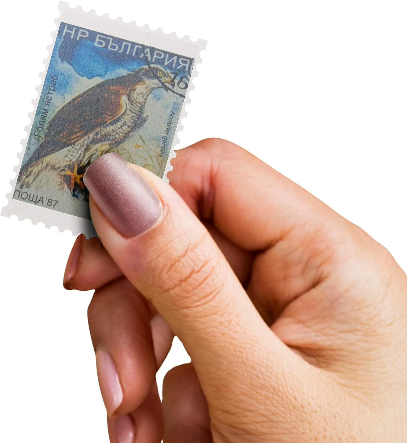 IMPACTO COLECCIONABLES – 100 Bird-Themed Stamps Collection with Included Album (5.5 x 7 x 0.4 in) | Enhance your philatelic collection with authentic postmarked stamps in a compact and elegant album