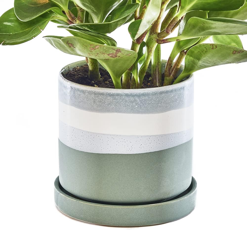 CHIVE ‘Minute’ Ceramic Planter Pot — Cute 5” Colorful Succulent Pots for Indoor & Outdoor House Plants — Beautiful Modern Farmhouse Kitchen Decor — Matte Green