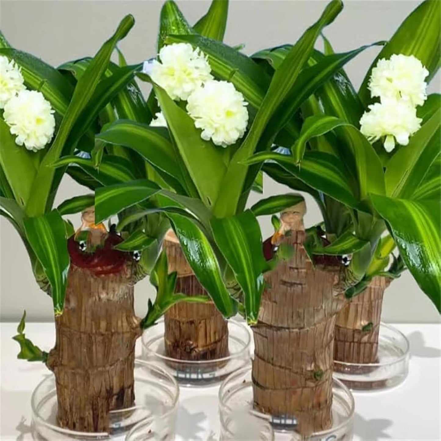 Brazilian Lucky Wood Plant Kit, Lucky Wood Doesn't Need to Wait to Sprout, Suitable for Home Office Desk Decor, Natural Air Cleaner (2E)