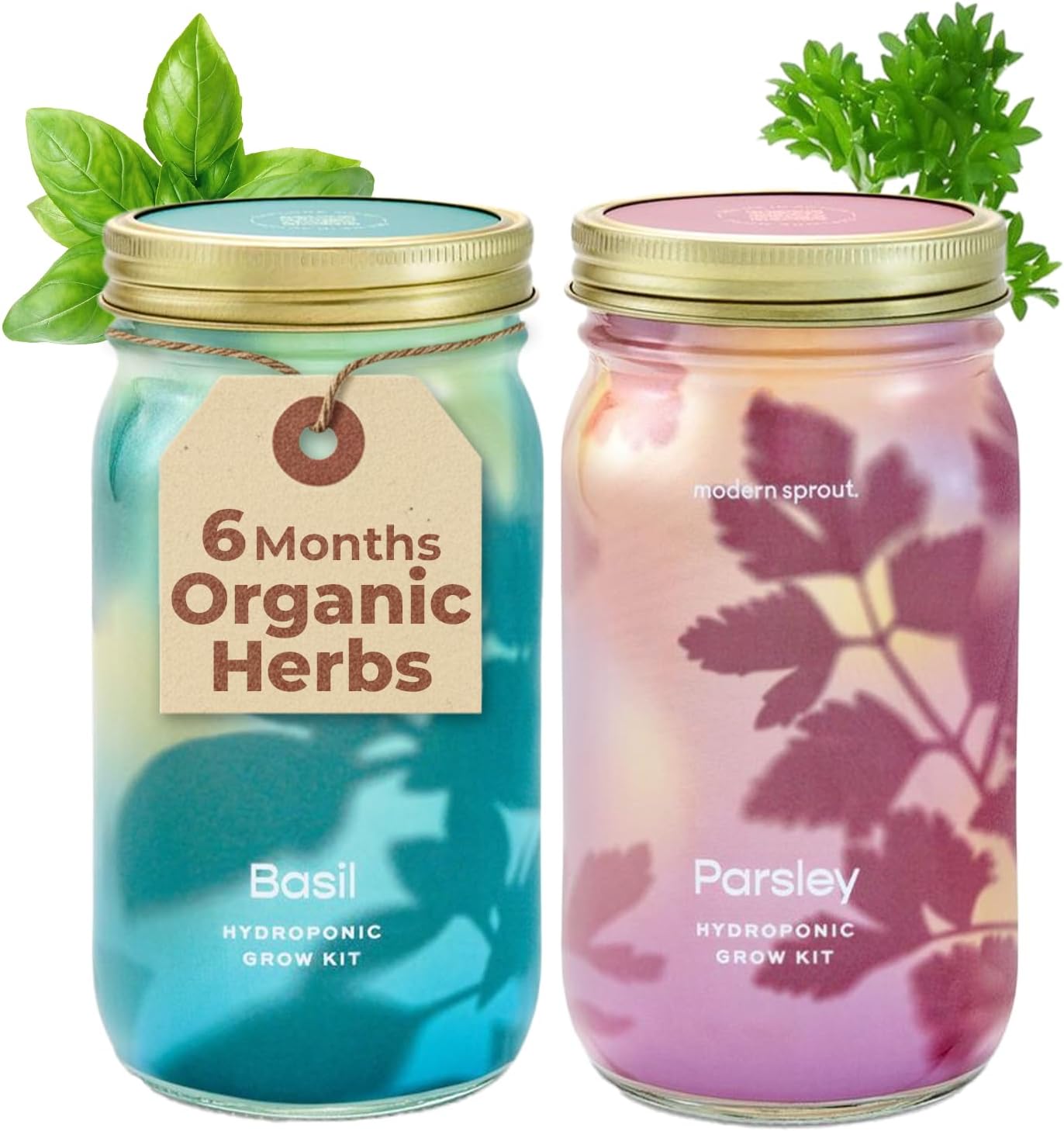 Modern Sprout Mason Garden Jar - Self-Watering Hydroponics Growing System Kit with Organic Herb Seeds - Jar Planter for Indoor Herb Garden - Seed Starter Kit - Home Decor & Gifting - Basil+Parsley