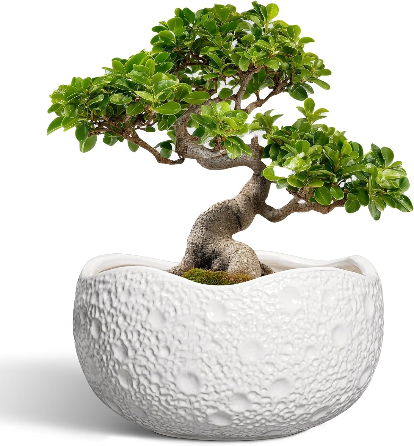 Large Bonsai Pots - 13 Inch Ceramic Planter for Indoor Outdoor, Round Plant Pot, Decorative Flower Pots with Drainage Hole, Modern Unique Planters, Garden Decor Home, Garden Gifts, White