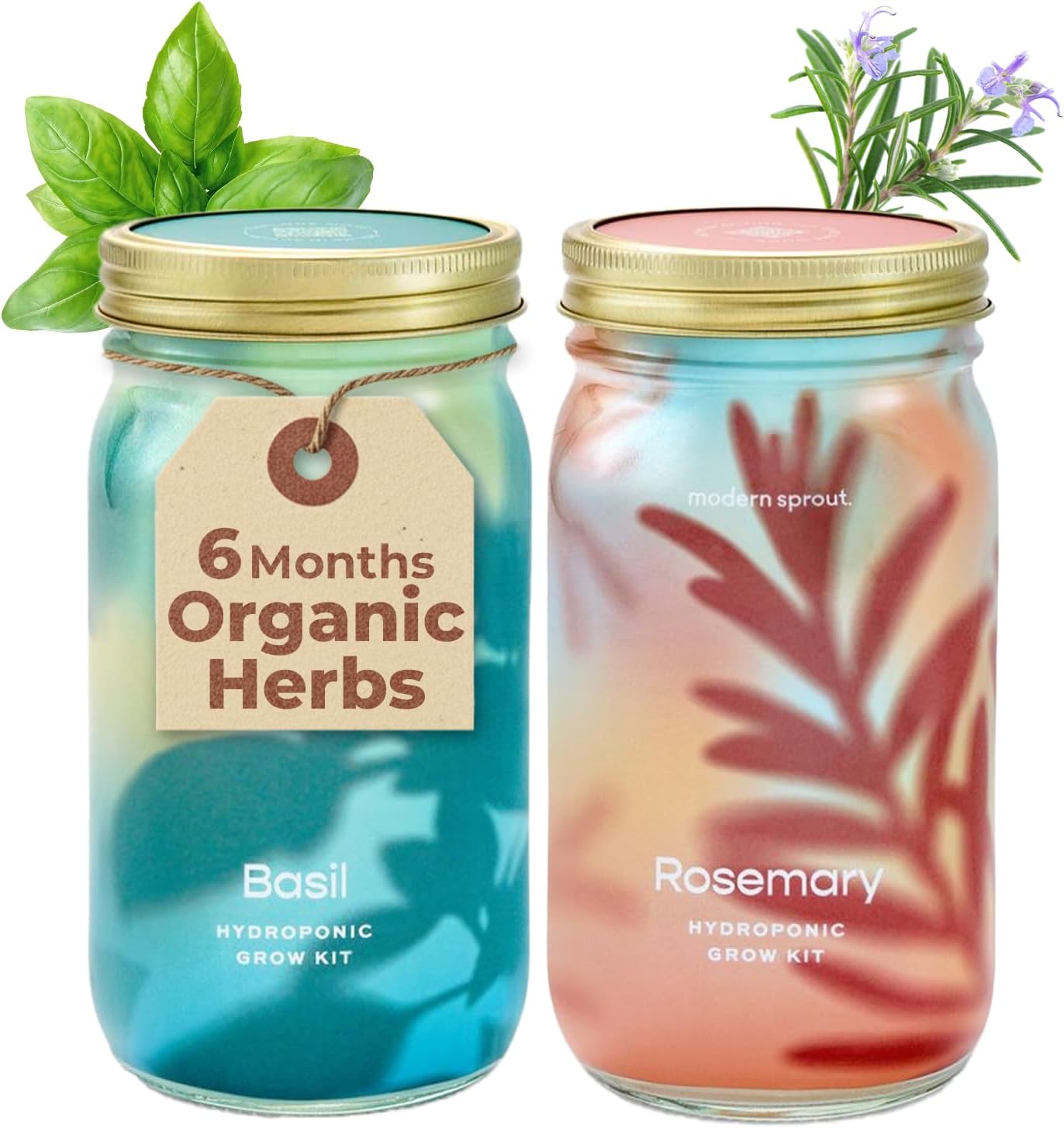 Modern Sprout Mason Garden Jar - Self-Watering Hydroponics Growing System Kit with Organic Herb Seeds - Jar Planter for Indoor Herb Garden - Seed Starter Kit - Home Decor & Gifting - Basil+Rosemary