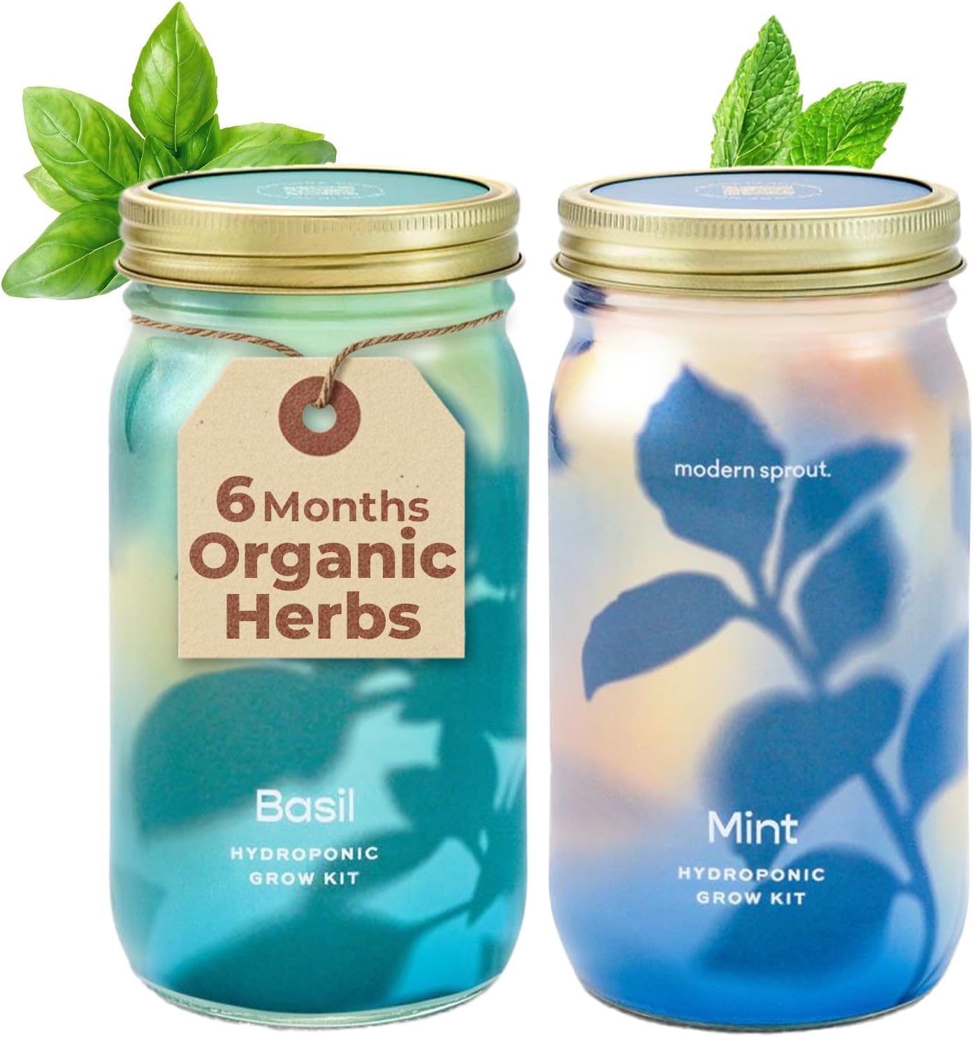 Modern Sprout Mason Garden Jar - Self-Watering Hydroponics Growing System Kit with Organic Herb Seeds - Jar Planter for Indoor Herb Garden - Seed Starter Kit - Home Decor & Gifting - Basil+Mint