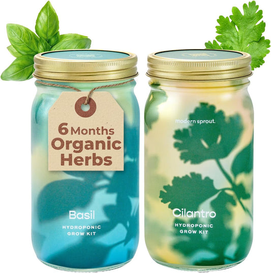 Modern Sprout Mason Garden Jar - Self-Watering Hydroponics Growing System Kit with Organic Herb Seeds - Jar Planter for Indoor Herb Garden - Seed Starter Kit - Home Decor & Gifting - Basil+Cilantro