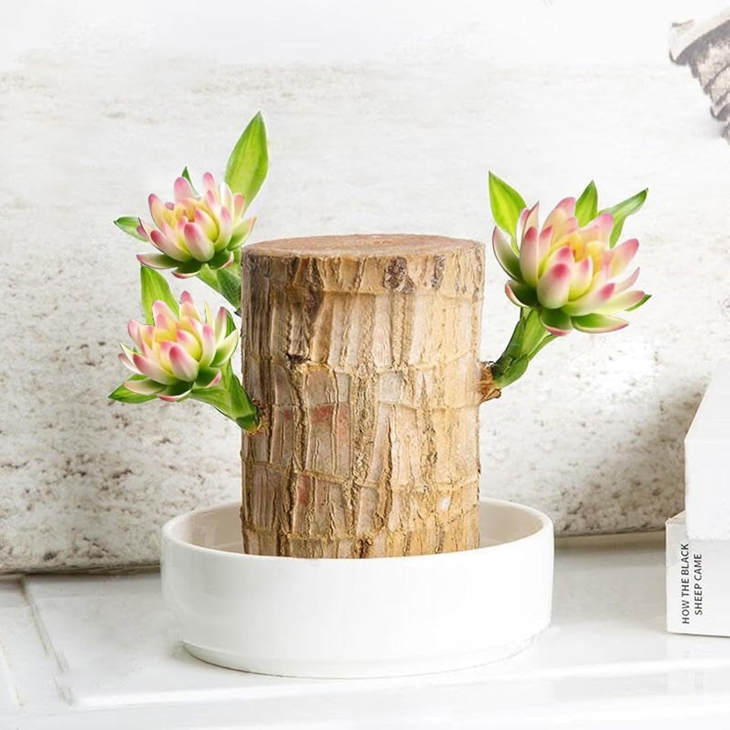 Brazilian Lucky Wood Plant Kit, Lucky Wood Doesn't Need to Wait to Sprout, Suitable for Home Office Desk Decor, Natural Air Cleaner (A)