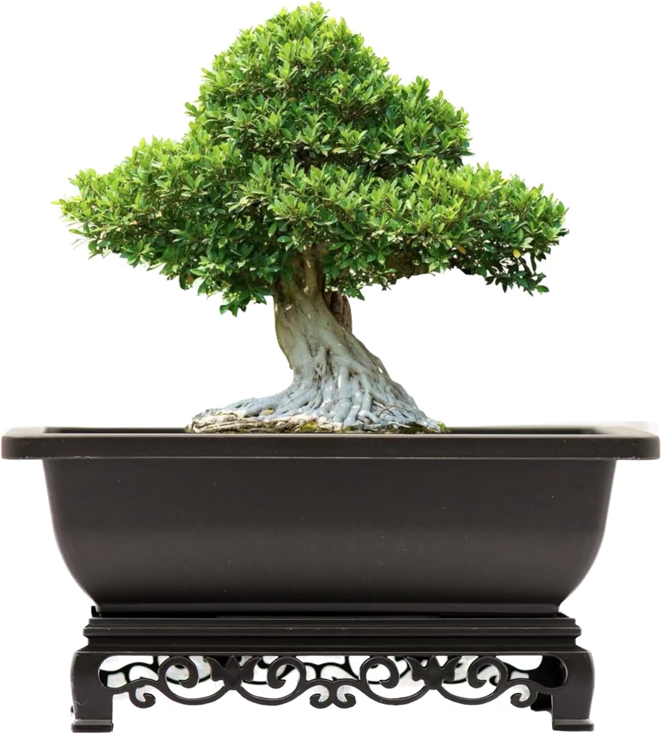 Cotta Planters Bonsai Pots 7.5 Inch Antique Brown Bonsai Training Pots with Elegant Stand 2-Pack with Mesh Drainage Luxurious Indoor Recycled Plastic Planters