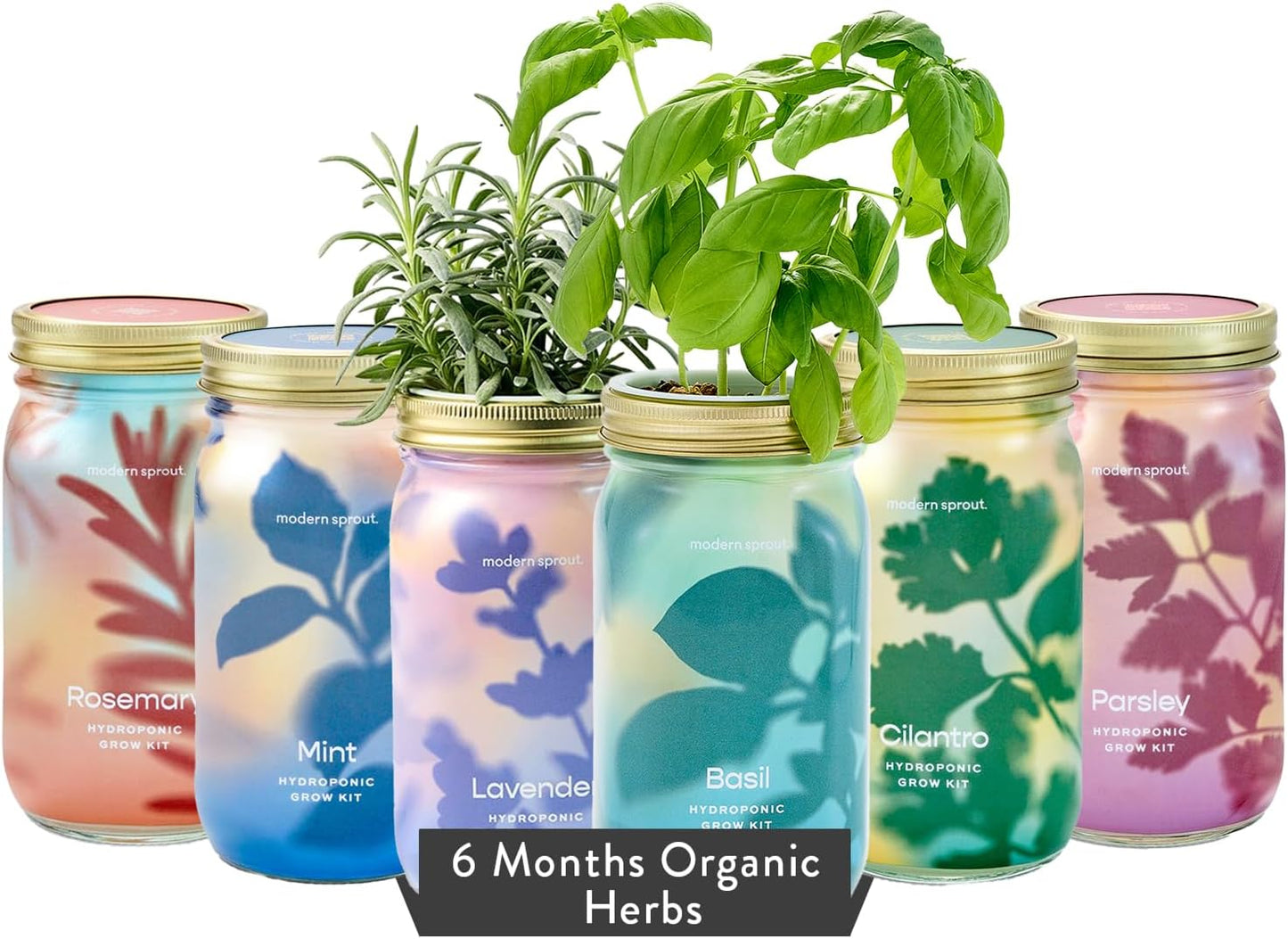 Modern Sprout New & Improved Mason Jar Grow Set 6pk, Indoor Herb Garden, Seed Starter Set, Organic Seeds, Hydroponic Growing (Basil + Mint + Parsley + Cilantro + Rosemary+ Lavender)