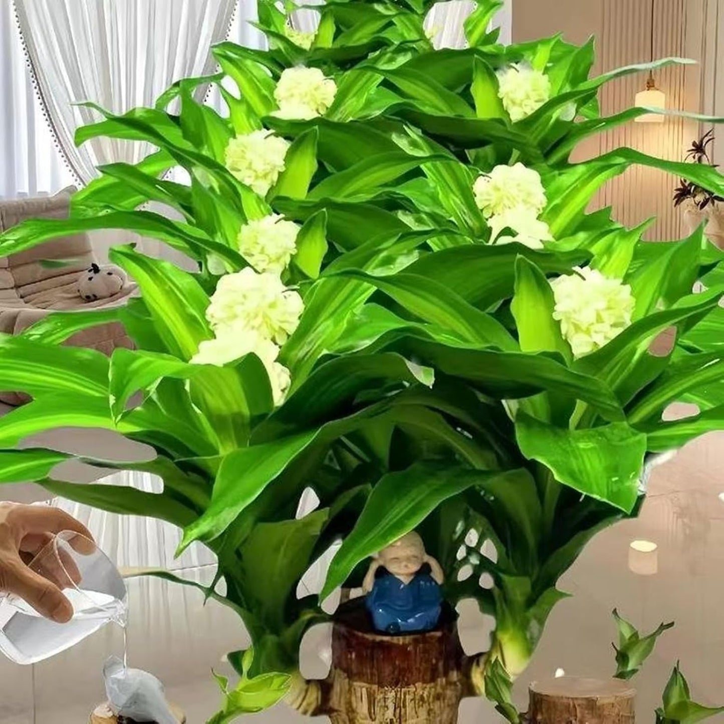 Brazilian Lucky Wood Plant Kit, Lucky Wood Doesn't Need to Wait to Sprout, Suitable for Home Office Desk Decor, Natural Air Cleaner (C)