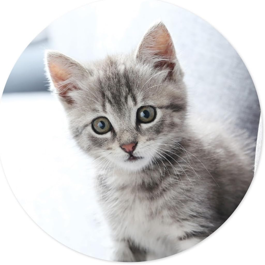 Andaz Press Bulk Photo Personalized Gift and Party Favors Collection, Popcorn Boxes, Custom Photo, 24-Pack