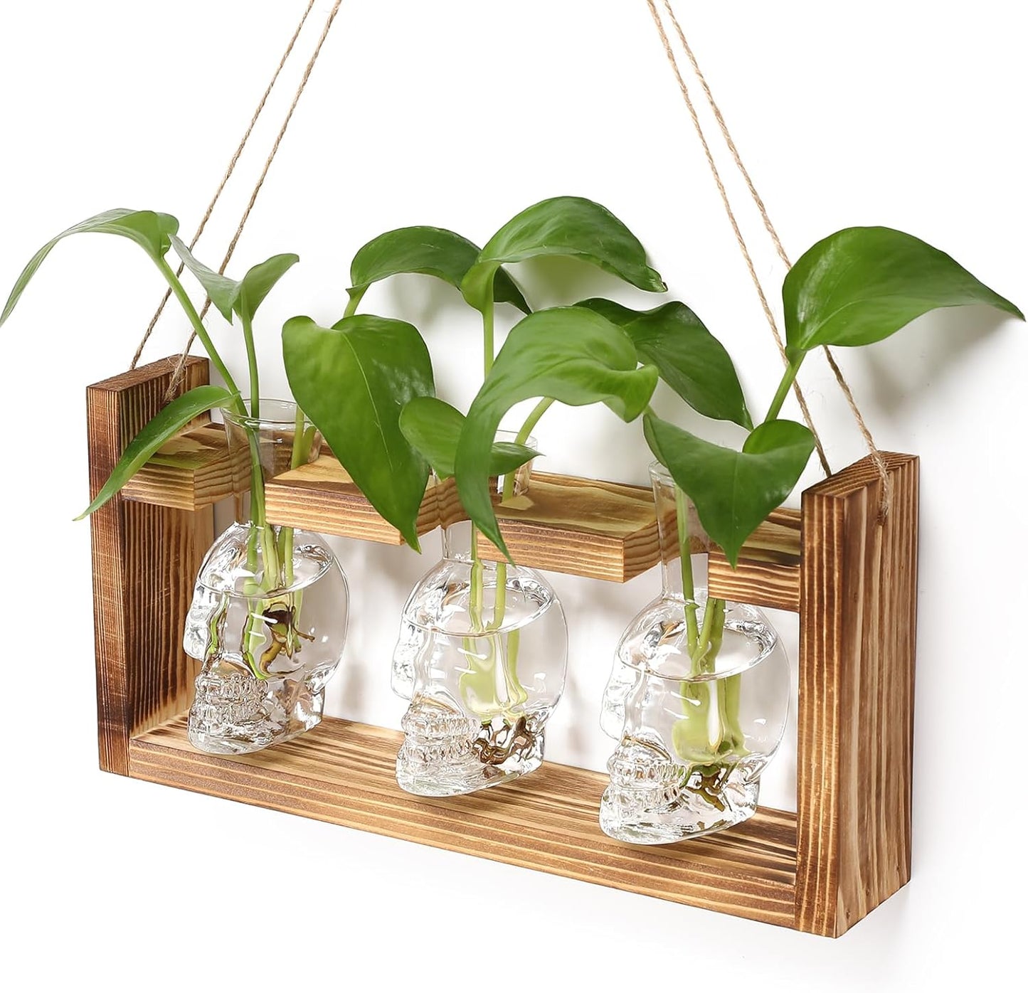 Plant Terrarium Propagation Stations Hydroponics Halloween Skull Planter Vase Skulls Decor with Wooden Stand Gife for Father