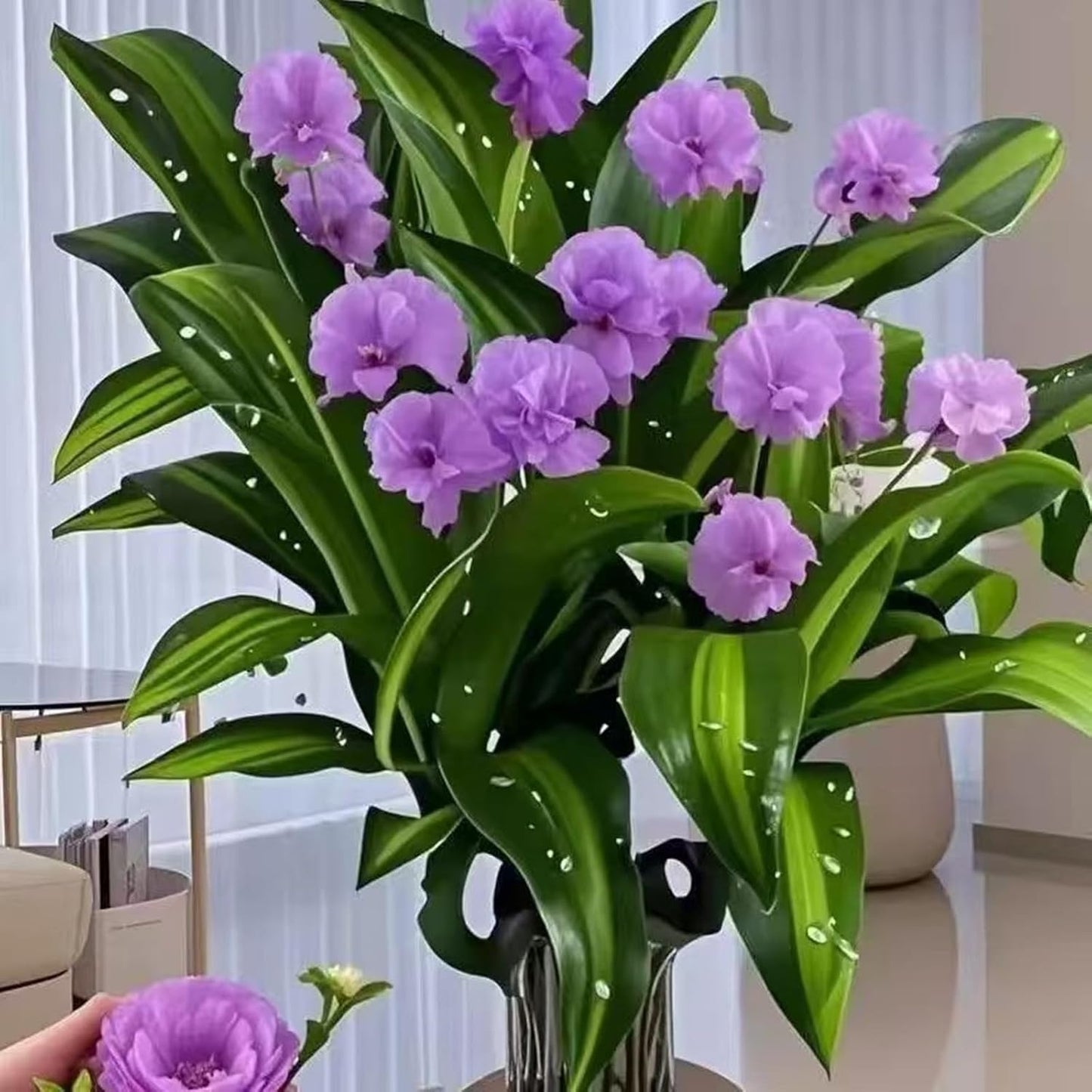 Brazilian Lucky Wood Plant Kit, Lucky Wood Doesn't Need to Wait to Sprout, Suitable for Home Office Desk Decor, Natural Air Cleaner (C)