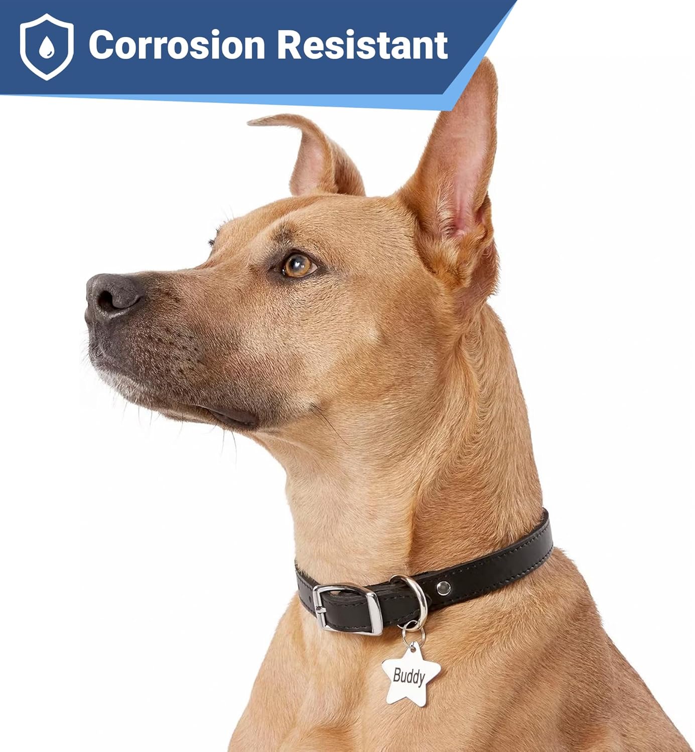 GoTags Stainless Steel Pet ID Tags, Personalized Dog Tags and Cat Tags, up to 8 Lines of Custom Text, Engraved on Both Sides, in Bone, Round, Heart, Bowtie and More (Star, Small (Pack of 1))