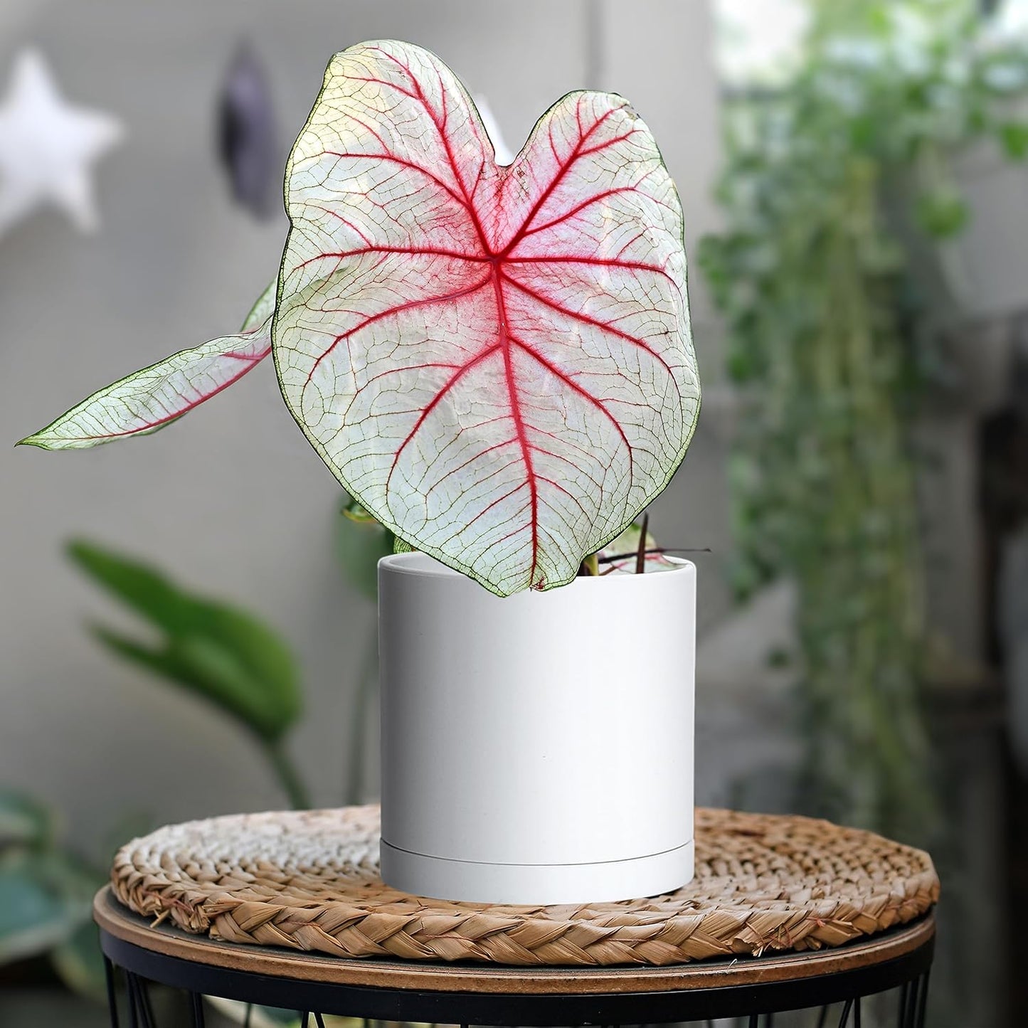 D'vine Dev 2 Pack 5.5 Inch Modern Plastic Plant Pots, Small Garden Planters for Plant with Drainage Holes and Saucers, White Color, 74-Z-H-1