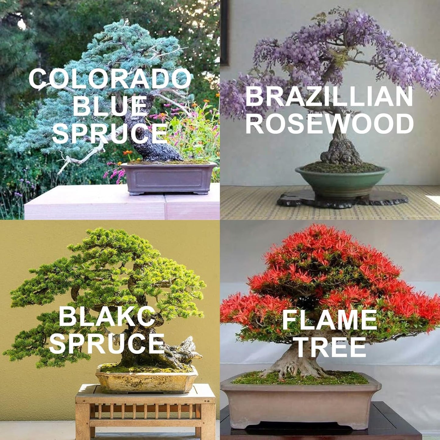 Bonsai Tree Kit with 4 Types of Seeds, Organic Coco Coir Bricks, Bonsai Pot, Plant Markers, Bonsai Tools, Bonsai Starter Kit with Japanese Style Wooden Gift Box, DIY Growing Kit, Cool Gifts for Men