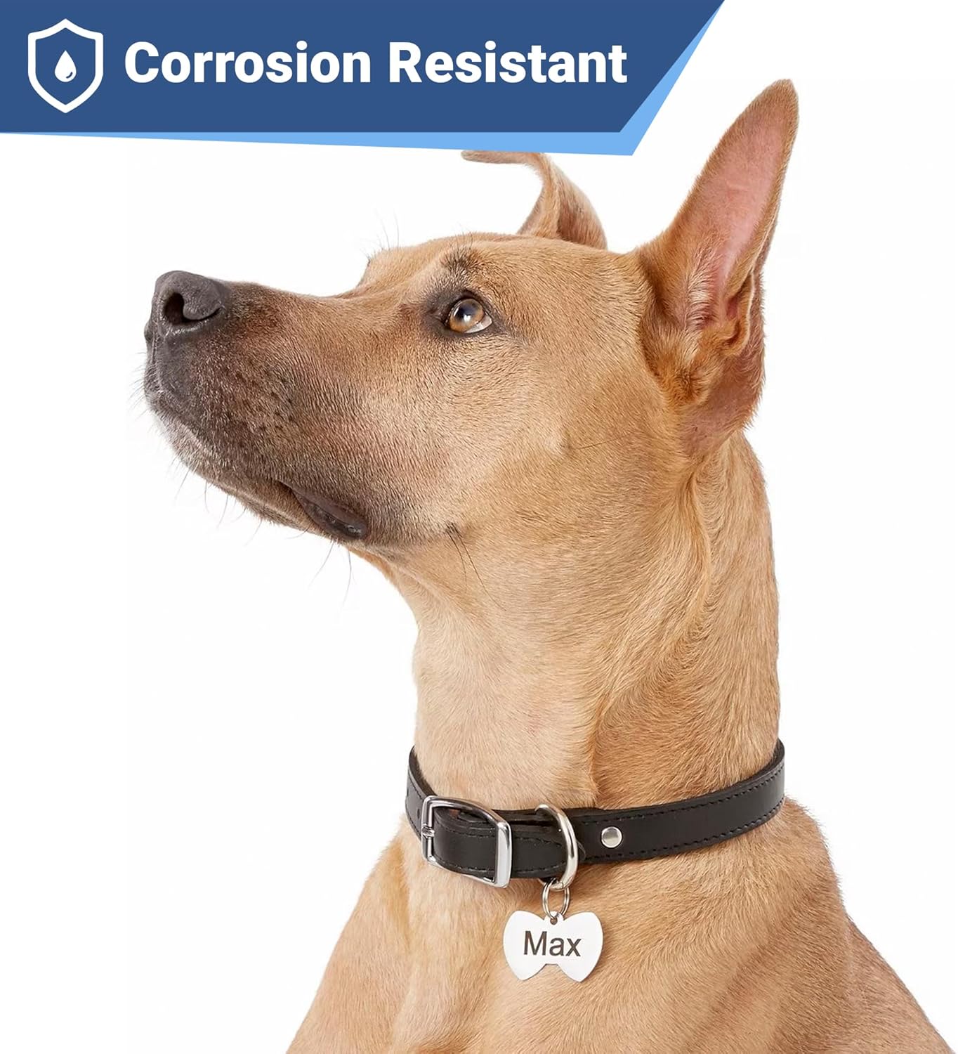 GoTags Stainless Steel Pet ID Tags, Personalized Dog Tags and Cat Tags, up to 8 Lines of Custom Text, Engraved on Both Sides, in Bone, Round, Heart, Bowtie and More (Bow Tie, Regular (Pack of 1))