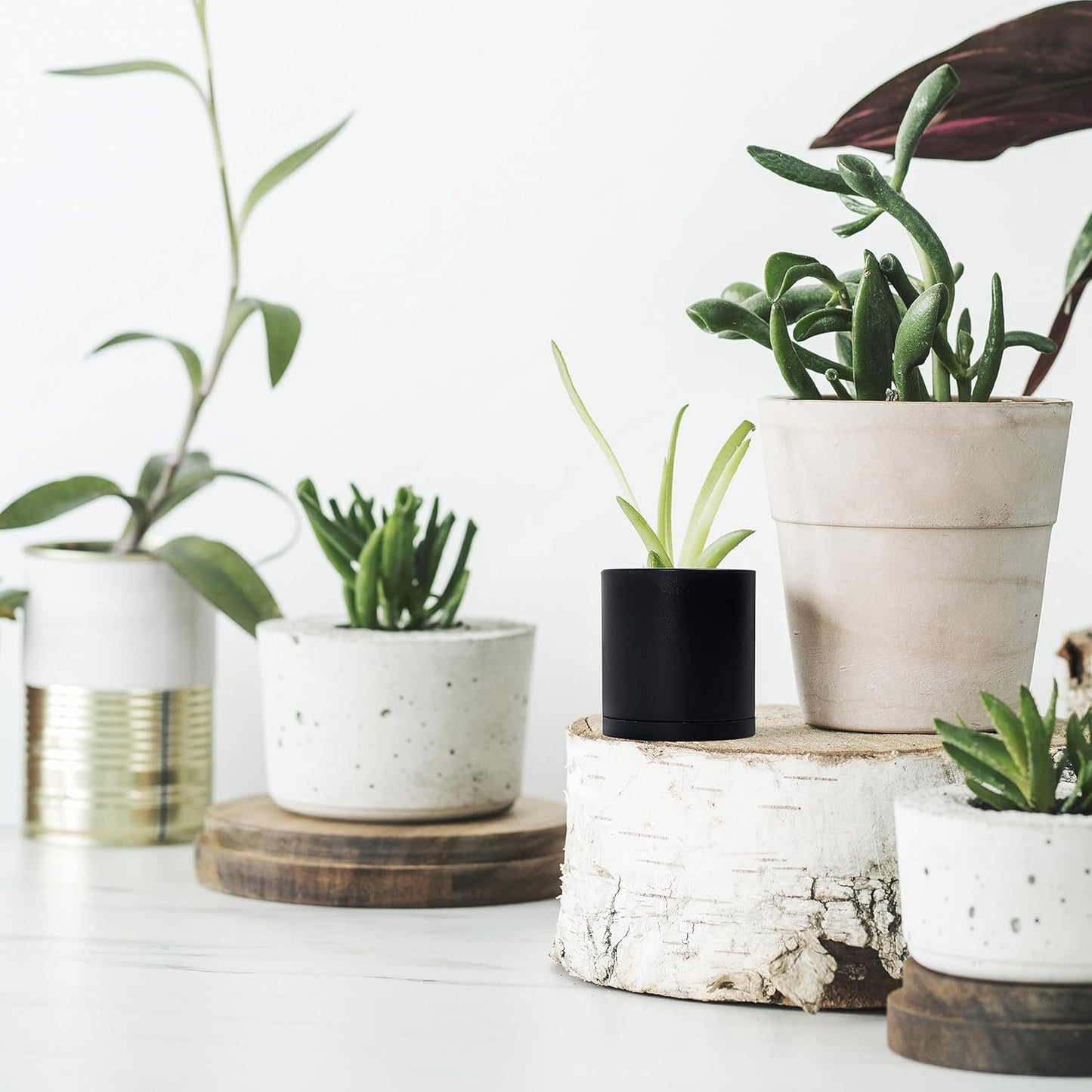 D'vine Dev 24 Pack 2 Inch Mini Plastic Plant Pots, Small Garden Planters for Plant with Drainage Holes and Saucers, Black Color, 74-Y-A-6