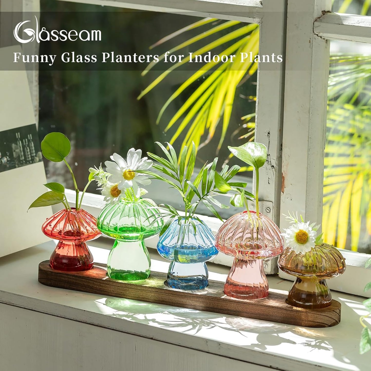 Glasseam Mushroom Plant Propagation Stations: Glass Terrarium Jars with Wood Stand - Unique Hydroponic Planters for Indoor Plants, Office Decor - 5 Pcs