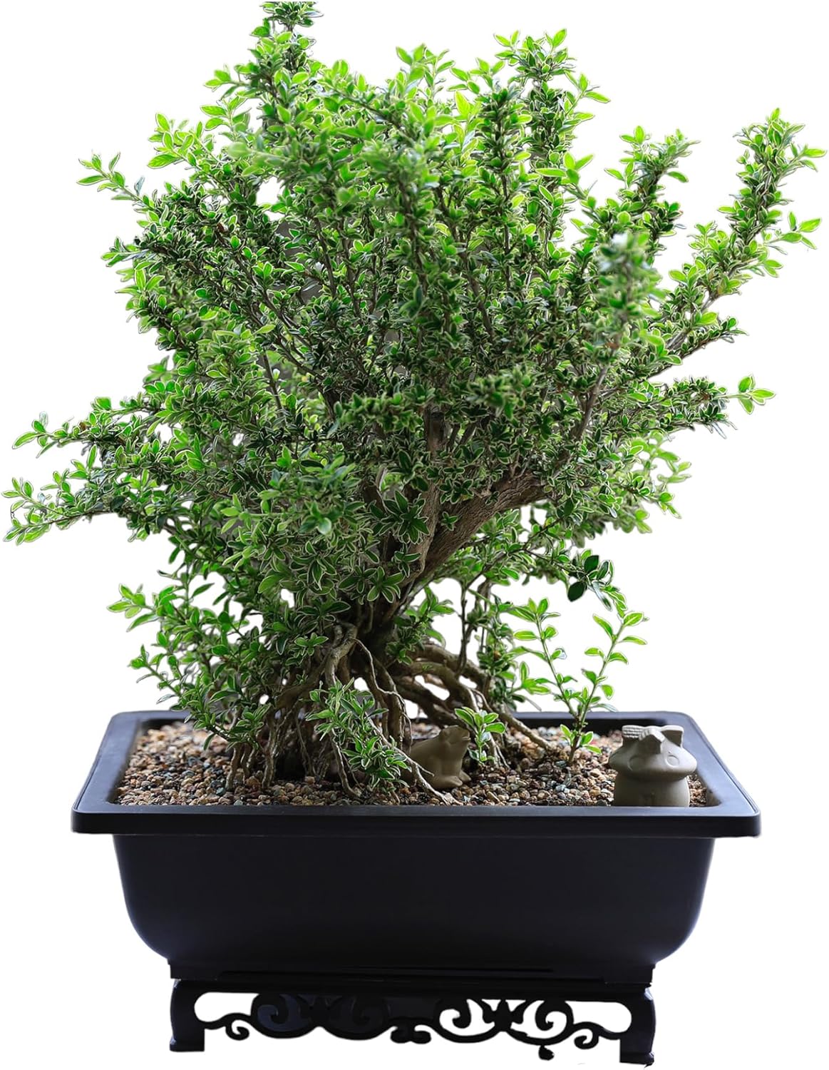 Cotta Planters Bonsai Pot – 2-Pack 14 Inch Large Bonsai Training Pot with Eelegant Stand – Rectangular Bonsai Pots with Mesh Drainage – Luxurious Bonsai Tree Pots Indoor Made with Recycled Plastic