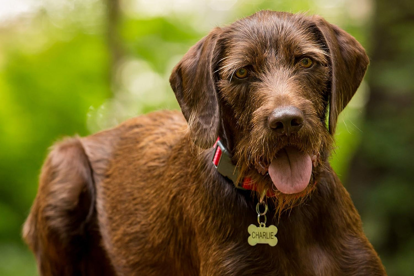 Providence Engraving Custom Engraved Stainless Steel Pet ID Tags - Personalized Front and Back Identification, for Large or Small Cats and Dogs, Star, Regular