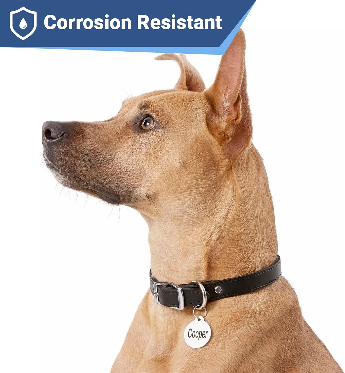 GoTags Stainless Steel Pet ID Tags, Personalized Dog Tags and Cat Tags, up to 8 Lines of Custom Text, Engraved on Both Sides, in Bone, Round, Heart, Bowtie and More (Round, Small (Pack of 1))