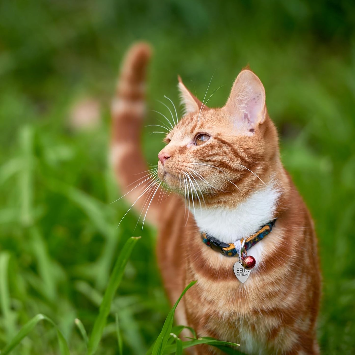 Providence Engraving Custom Engraved Stainless Steel Pet ID Tags - Personalized Front and Back Identification, for Large or Small Cats and Dogs, Bone, Small