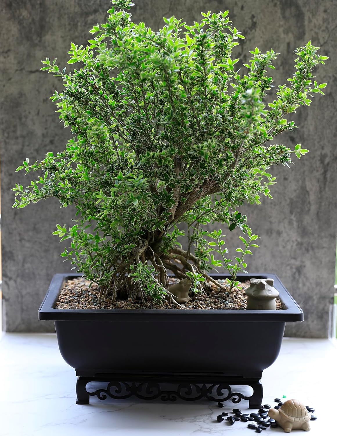 Cotta Planters Bonsai Pot – 2-Pack 14 Inch Large Bonsai Training Pot with Eelegant Stand – Rectangular Bonsai Pots with Mesh Drainage – Luxurious Bonsai Tree Pots Indoor Made with Recycled Plastic