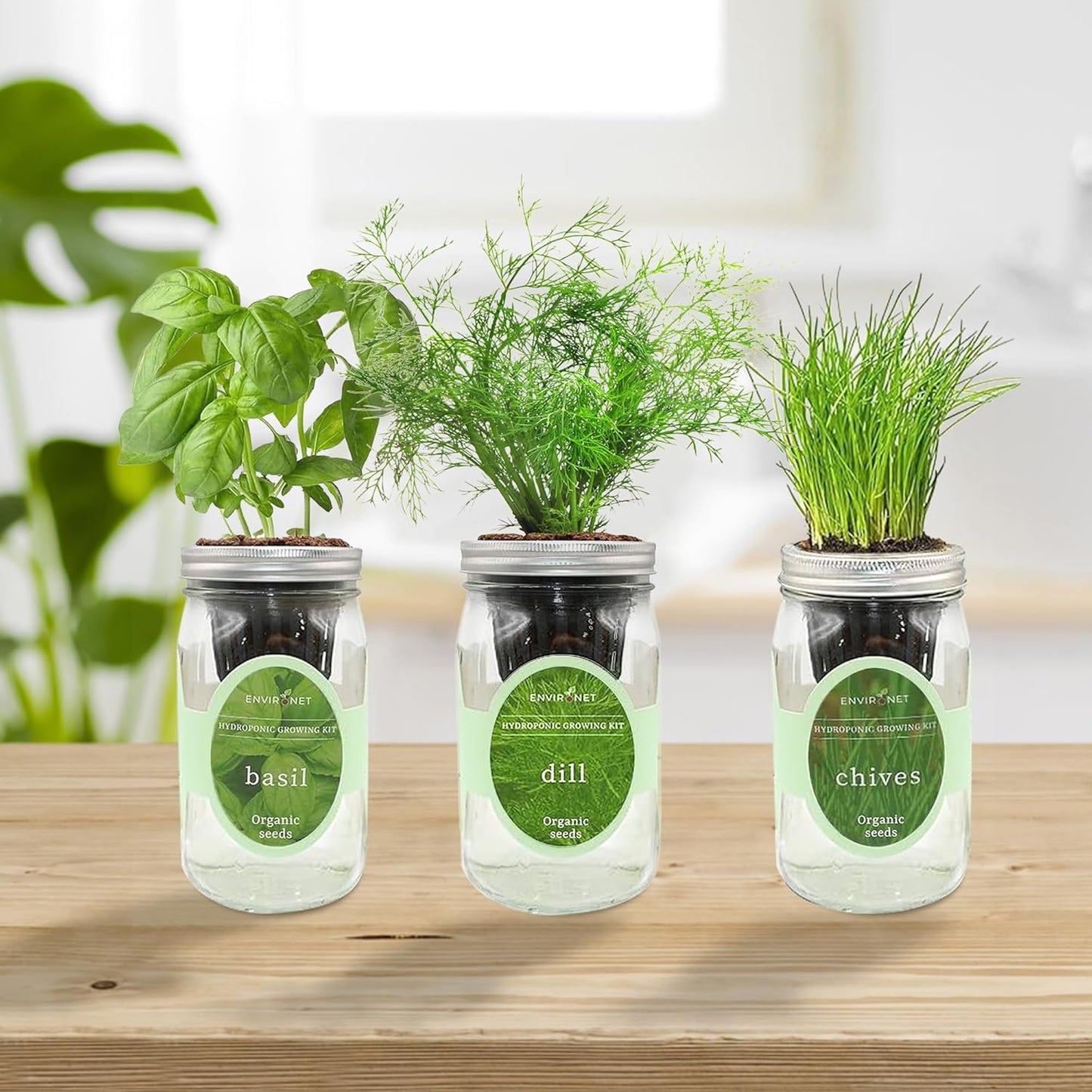 Hydroponic Herb Growing Kit Set, Self-Watering Mason Jar Herb Garden Starter Kit Indoor, Windowsill Herbs Garden, Grow Your Own Herbs from Organic Seeds (Basil, Dill, Chives)