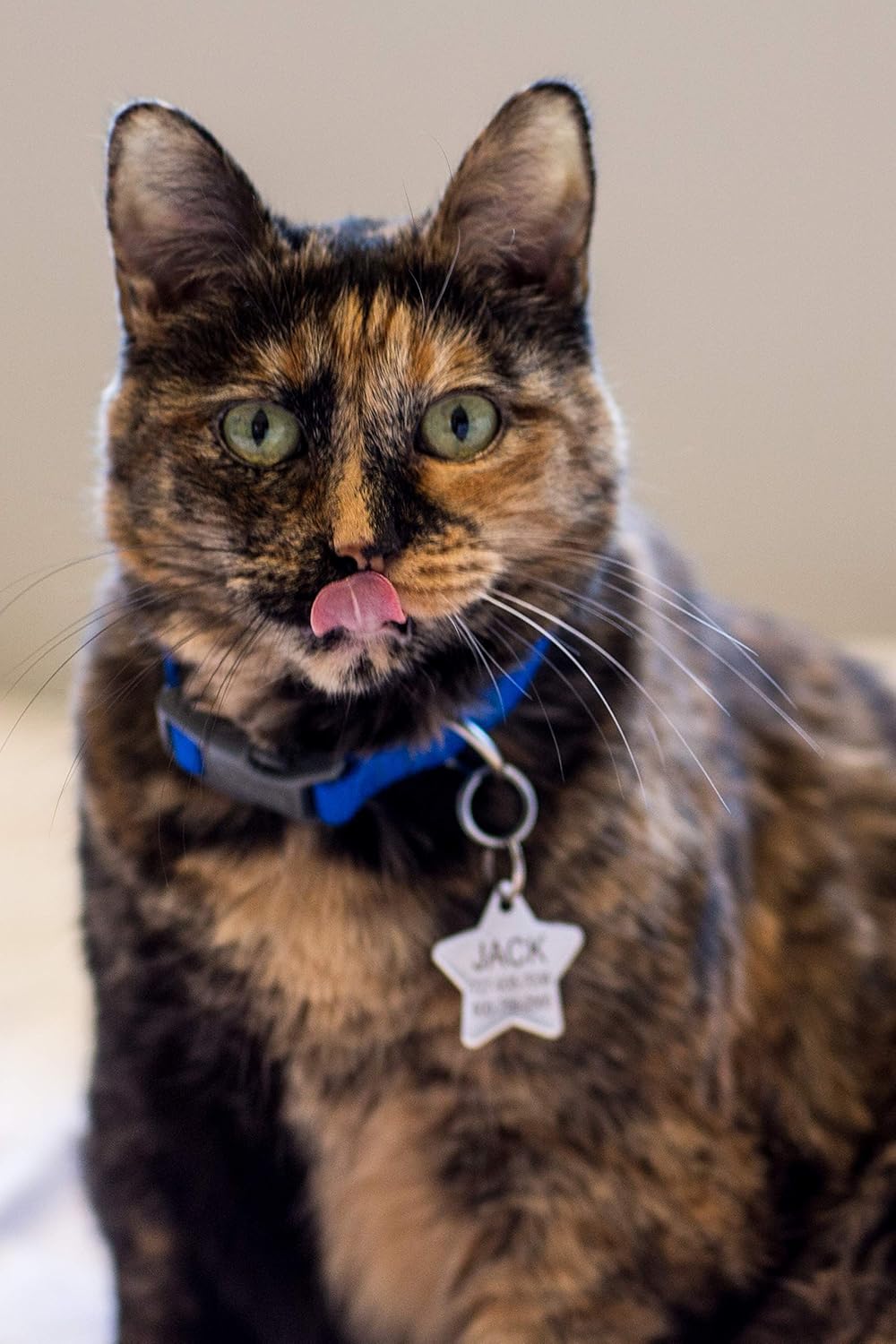 Providence Engraving Custom Engraved Stainless Steel Pet ID Tags - Personalized Front and Back Identification, for Large or Small Cats and Dogs, Star, Regular