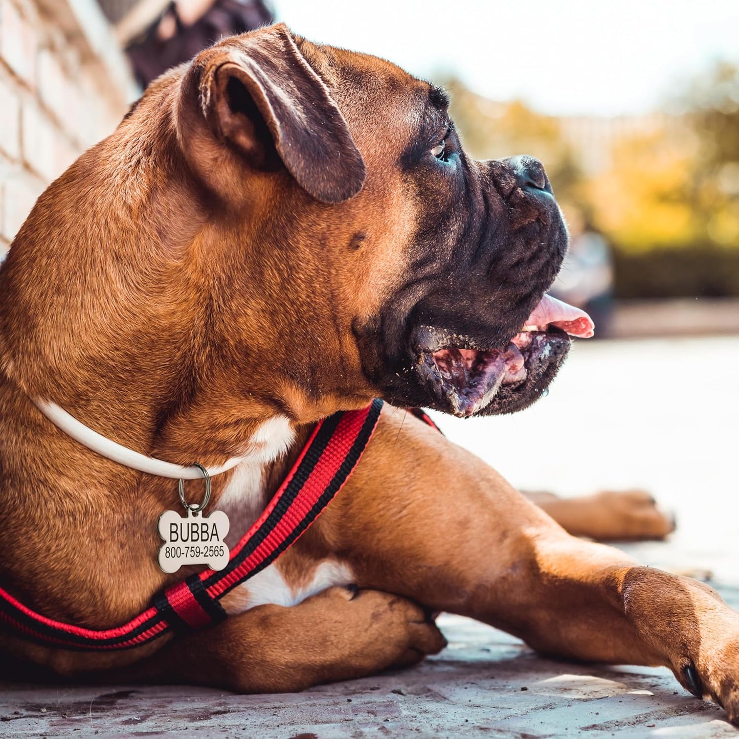 Providence Engraving Custom Engraved Stainless Steel Pet ID Tags - Personalized Front and Back Identification, for Large or Small Cats and Dogs, Heart, Small